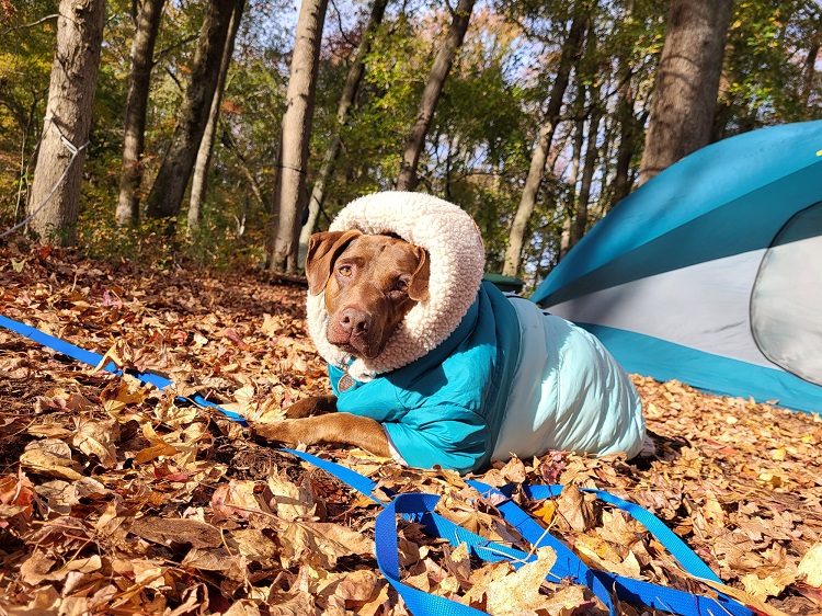 Decorative picture of Clementine, Deb Reid's beautiful brown dog in a winter coat. She is laying on fall leaves in front of a teal tent.
